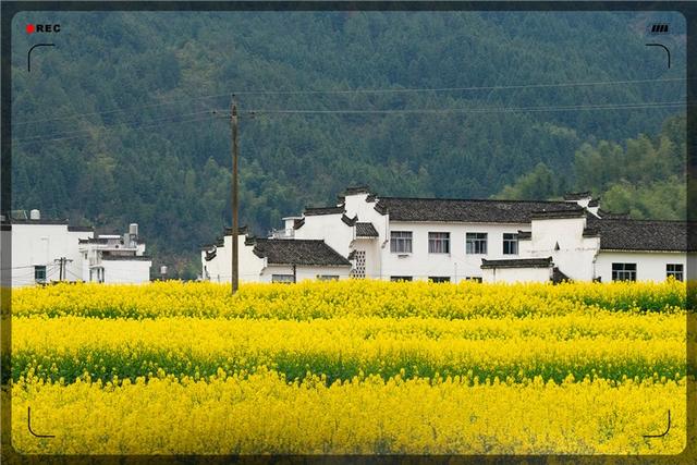 創(chuàng)業(yè)課堂推薦幾種農(nóng)村種植野菜賺錢項目